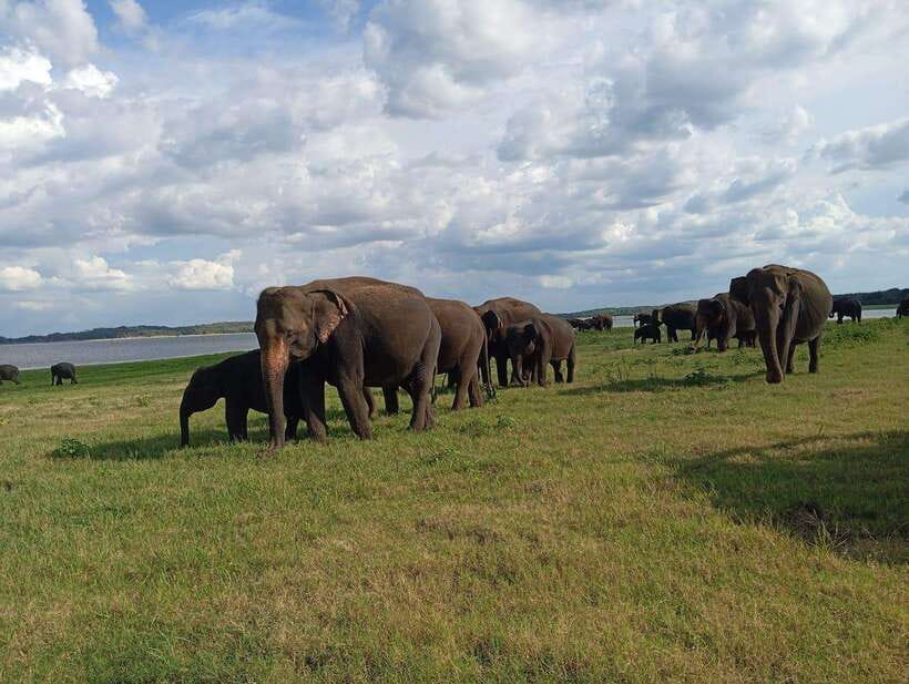 From Sigiriya: Minneriya National Park Half-Day Jeep Safari - Elephant viewing strategy: what helps you actually see them