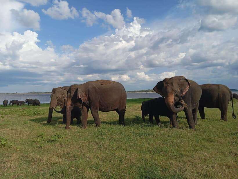 From Sigiriya: Minneriya National Park Half-Day Jeep Safari - Other animals to watch for, besides the elephants