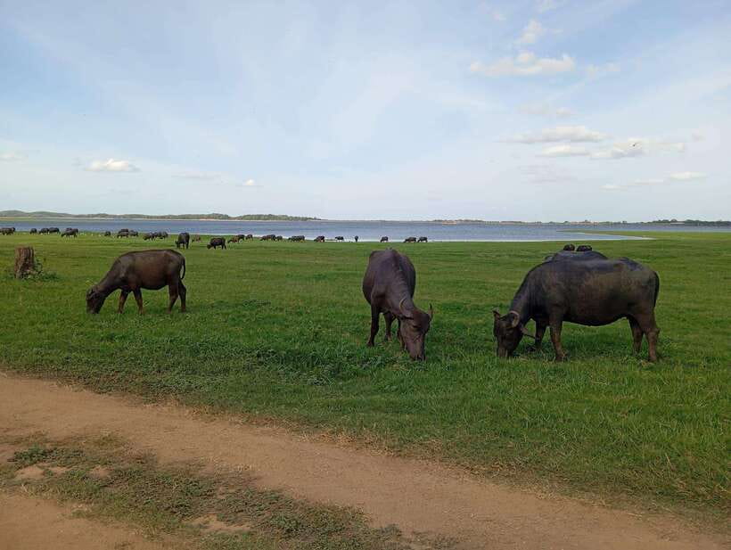 From Sigiriya: Minneriya National Park Half-Day Jeep Safari - What to bring, and the small rules that keep it smooth