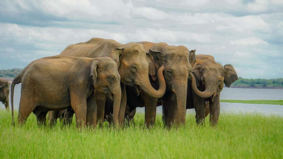 From Sigiriya: Minneriya National Park Half Day Safari - What to bring, and what to avoid