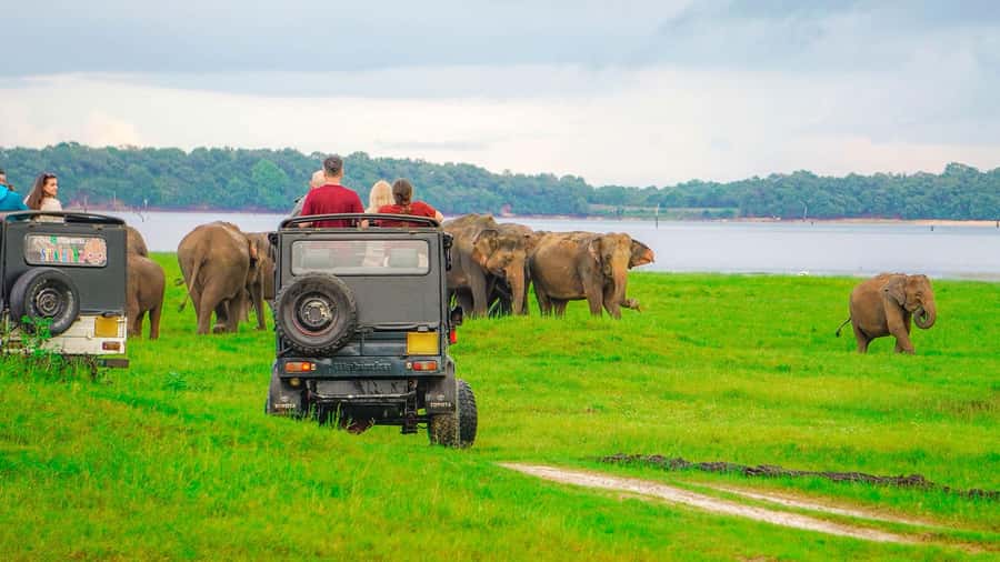 From Sigiriya: Minneriya National Park Half Day Safari - Why Minneriya Tank pulls in elephants