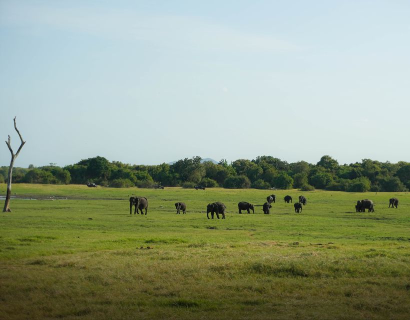 From Sigiriya: Minneriya National Park Half Day Safari - Golden hour viewing: why the later timing can beat the midday rush