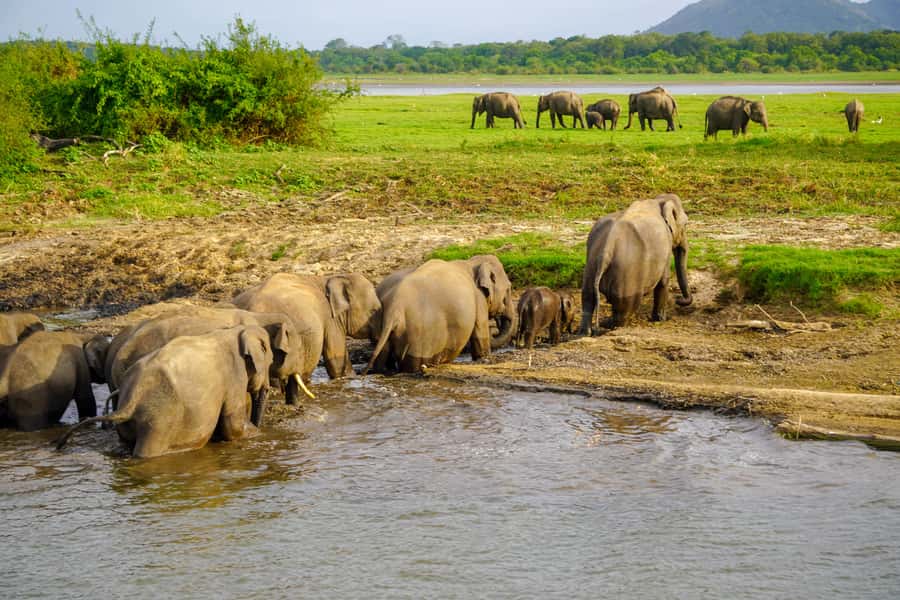 From Sigiriya: Minneriya National Park Half Day Safari - Price and the entrance fee reality check