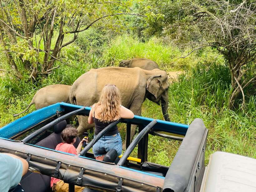 From Sigiriya: Minneriya National Park Private Jeep Safari - 4 Hours Total: How Pickup Time and Park Changes Affect Your Safari