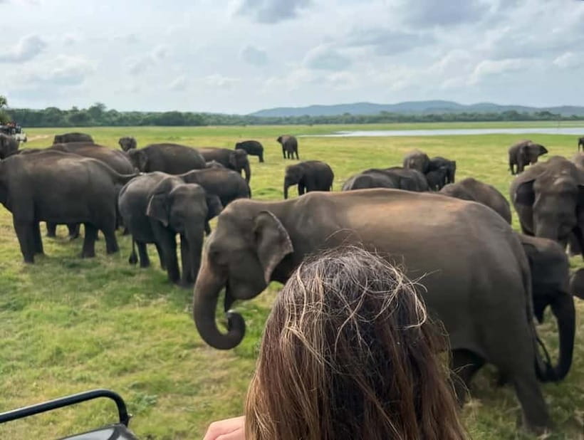 From Sigiriya: Minneriya National Park Private Jeep Safari - Wildlife Beyond Elephants: Deer, Monkeys, Langurs, Bears, and Bird Drama