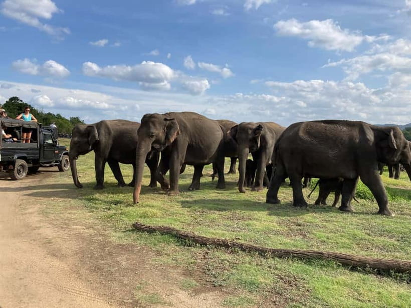 From Sigiriya: Minneriya National Park Private Jeep Safari - Rules, Distance, and the Guides Who Get the Timing Right