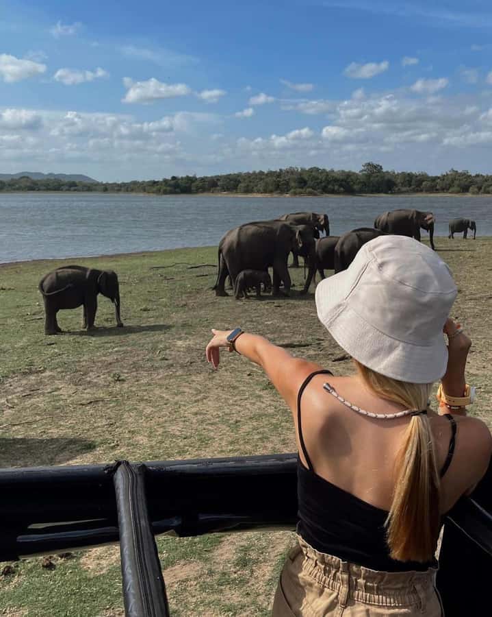 From Sigiriya :Polonnaruwa Ancient City Tour/Day Tour - The elephant part: Minneriya by safari jeep, and the close-up factor