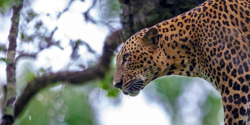 From Tangalle/Hiriketiya: Shuttle to Ella with Yala Safari - Key moments to look forward to