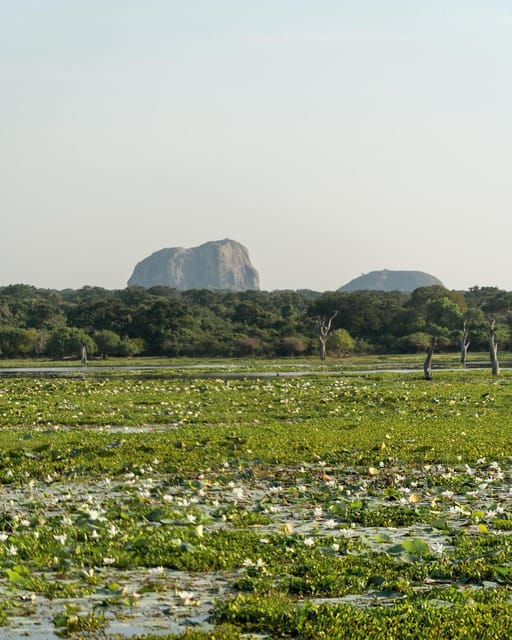 From Tangalle / Hiriketiya - Yala Safari - Drop-off : Ella - Drop-Off in Ella: Why This Ending Works