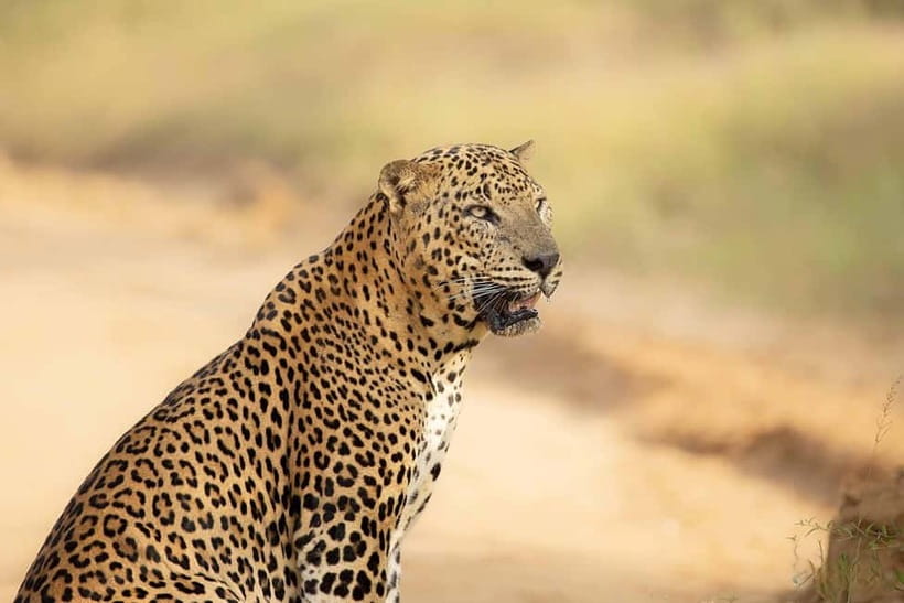 From Tangalle / Hiriketiya - Yala Safari - Drop-off : Ella - Price, Park Tickets, and the Real Value Math