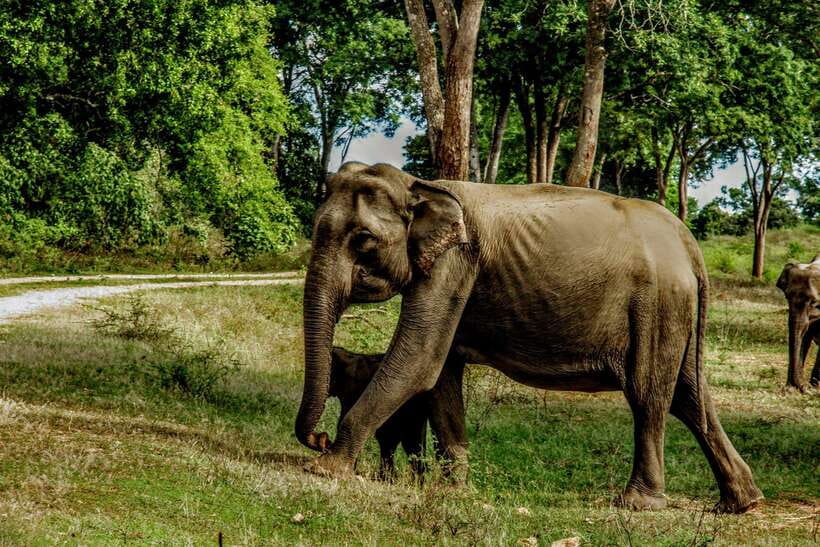 From Tangalle / Hiriketiya : Yala Safari tour & Drop - Ella - The drop-off in Ella, and why it’s a smart ending