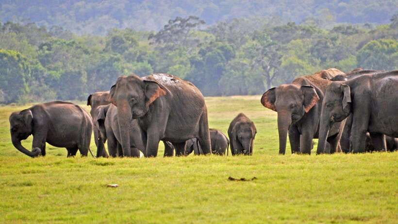 From Tangalle / Hiriketiya : Yala Safari tour & Drop - Ella - Group size and the quality of decision-making