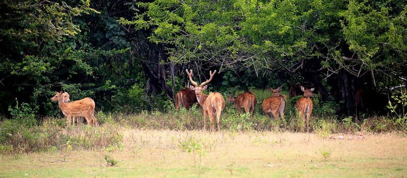 From Tangalle/ Hiriketiya: Yala Safari with Drop: Ella - Dropping you in Ella after safari, why this combo is smart