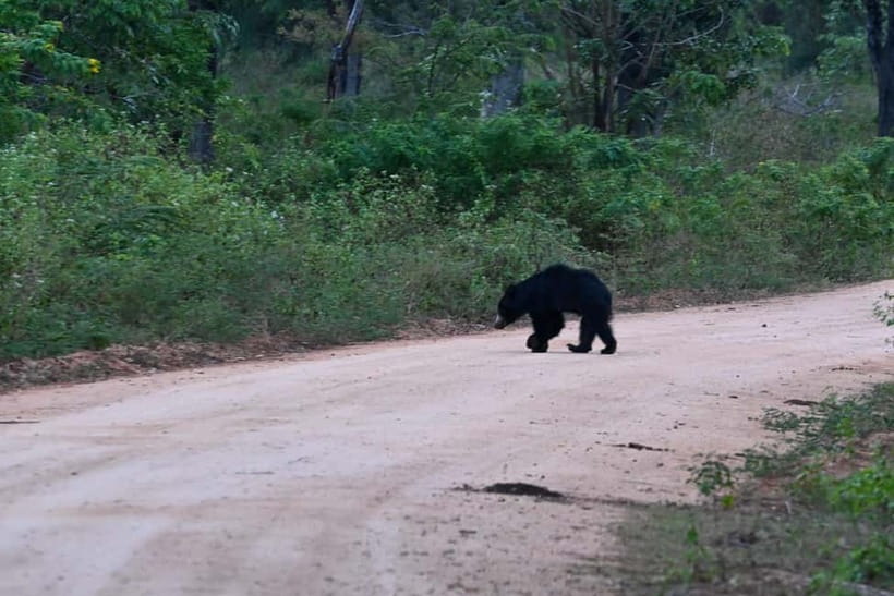 From Tangalle/ Hiriketiya: Yala Safari with Drop: Ella - Who this is for, and who should skip it