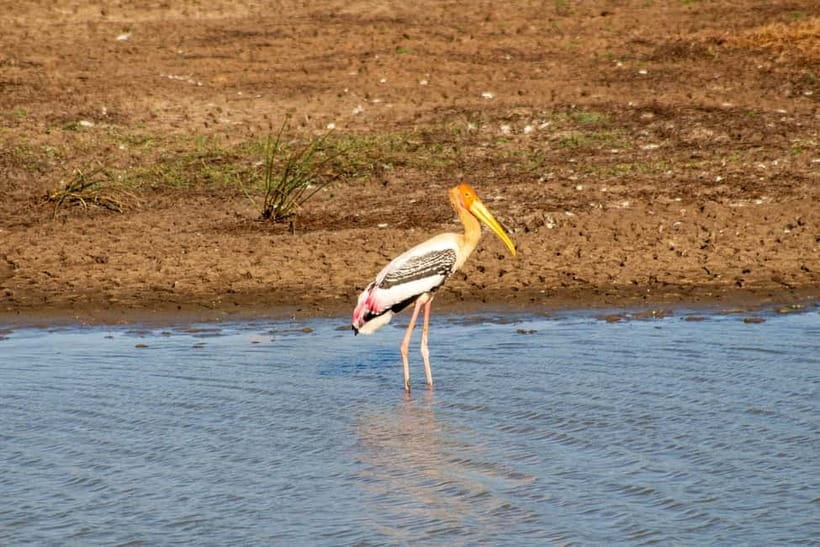From Tangalle/ Hiriketiya: Yala Safari with Drop: Ella - Should you book the Tangalle to Yala safari with drop to Ella?