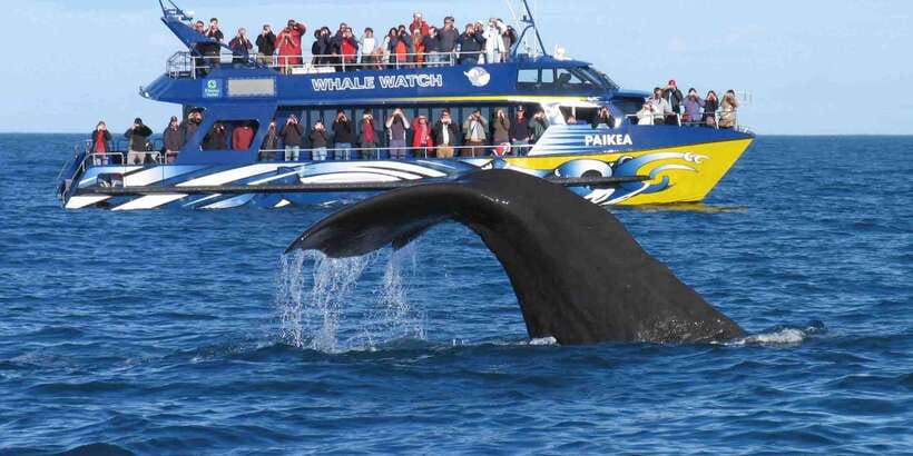 From Tangalle: Mirissa Whale Watching Tour with Breakfast - How Responsible Whale Viewing Works at 300 Feet Plus