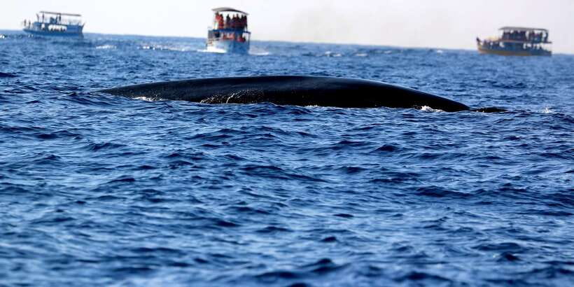 From Tangalle: Mirissa Whale Watching Tour with Breakfast - Blue Whales, Sperm Whales, and Dolphins: What You Might See