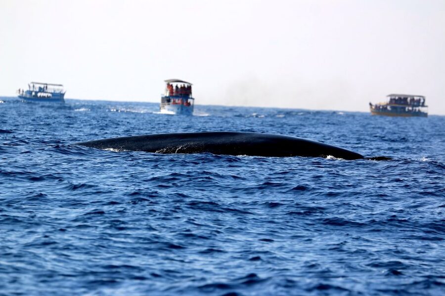 From Tangalle: Mirissa Whale Watching Tour with Breakfast - Practical Tips for a Smooth 5 Hours on the Water