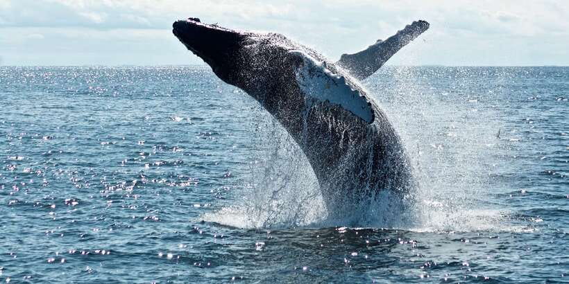 From Tangalle: Mirissa Whale Watching Tour with Breakfast - Meeting at Mirissa Pier and Getting Out to Sea