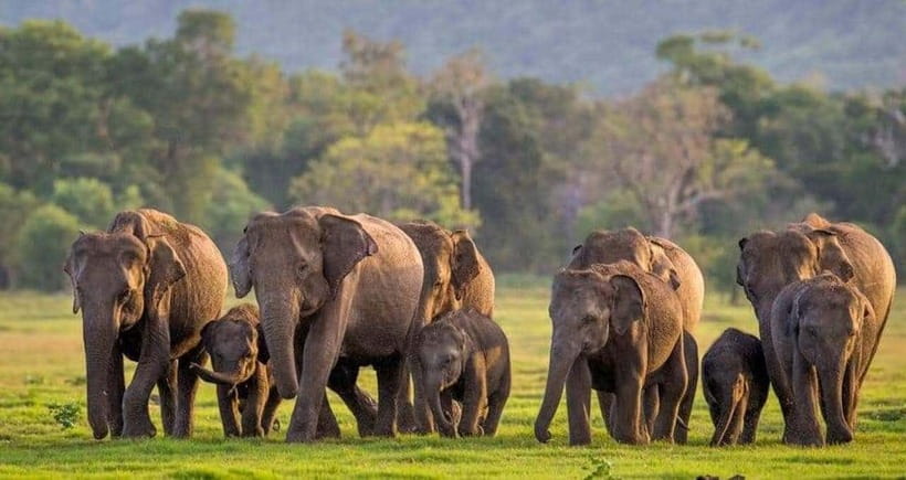 From Trincomalee : Minneriya / Kaudulla Elephant Safari - What to bring so you are comfortable in the jeep