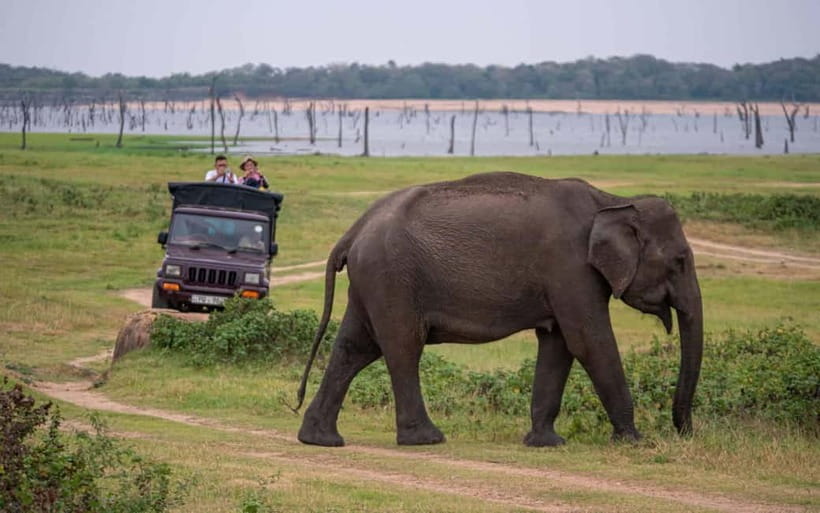 From Trincomalee: Village Tour & Minneriya Elephant Safari - A Full-Day Mix of Village Life and Real Elephant Country