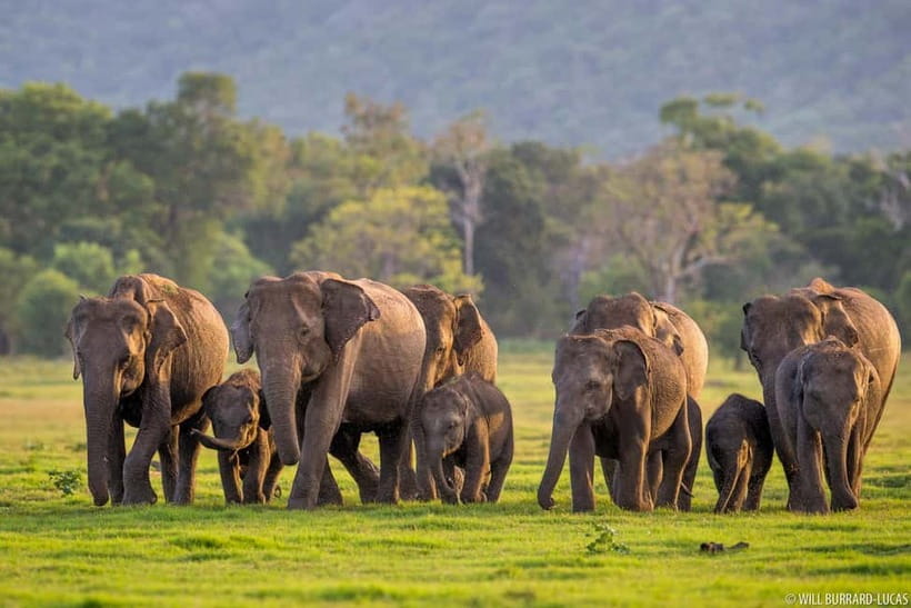 From Trincomalee: Village Tour & Minneriya Elephant Safari - Getting Picked Up from Trincomalee and the Coast