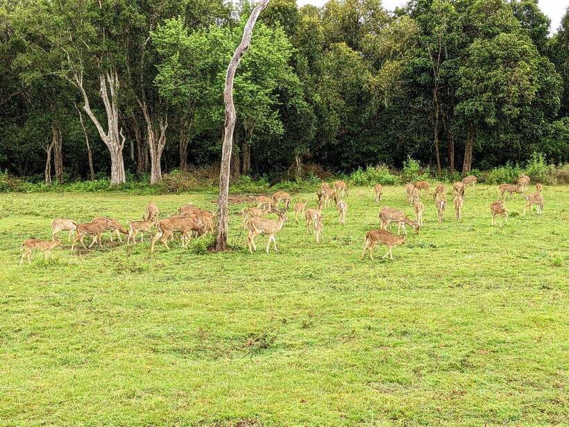 From Udawalawa : Udawalawa National Park Safari Tours - Key things to know before you go