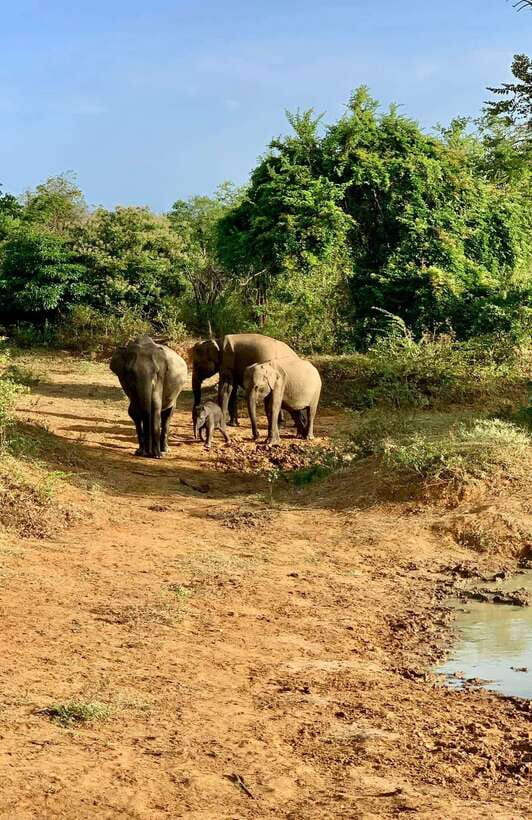From Udawalawa : Udawalawa National Park Safari Tours - Photo Stops and Udawalawe Reservoir: When the Scenery Helps the Animals