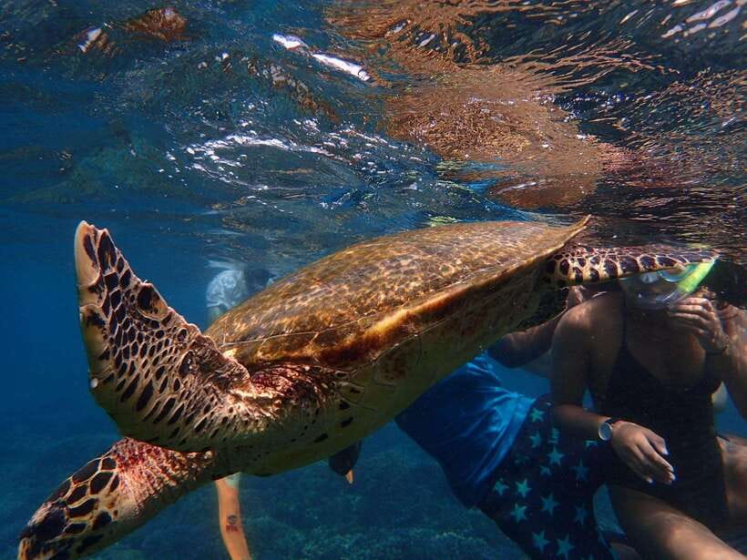 From Uppuveli Beach: Pigeon Island Snorkeling Tour - Underwater highlights at Pigeon Island: turtles, Black Tip Reef Sharks, coral