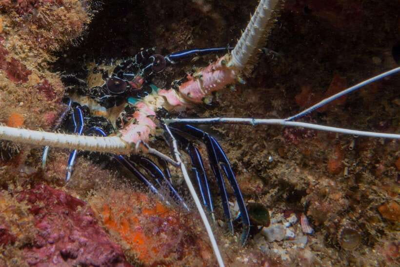From Uppuveli Beach: Pigeon Island Snorkeling Tour - How long you are really in the water