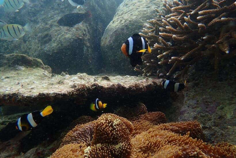 From Uppuveli Beach: Pigeon Island Snorkeling Tour - The rock pigeons and the island reality above water
