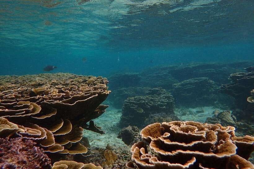 From Uppuveli Beach: Pigeon Island Snorkeling Tour - Who this trip is best for in Trincomalee