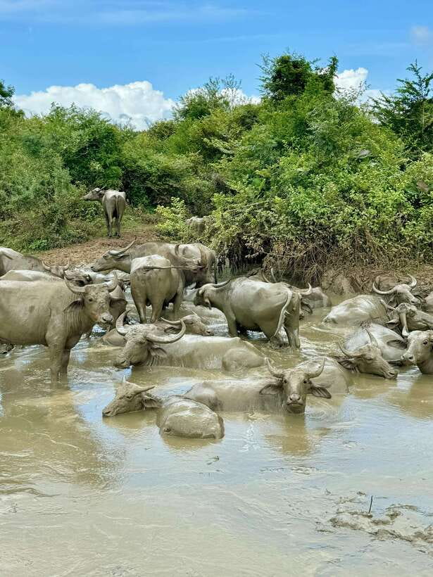 From Weligama : Udawalawa National Park Safari Tour - Key highlights worth your attention