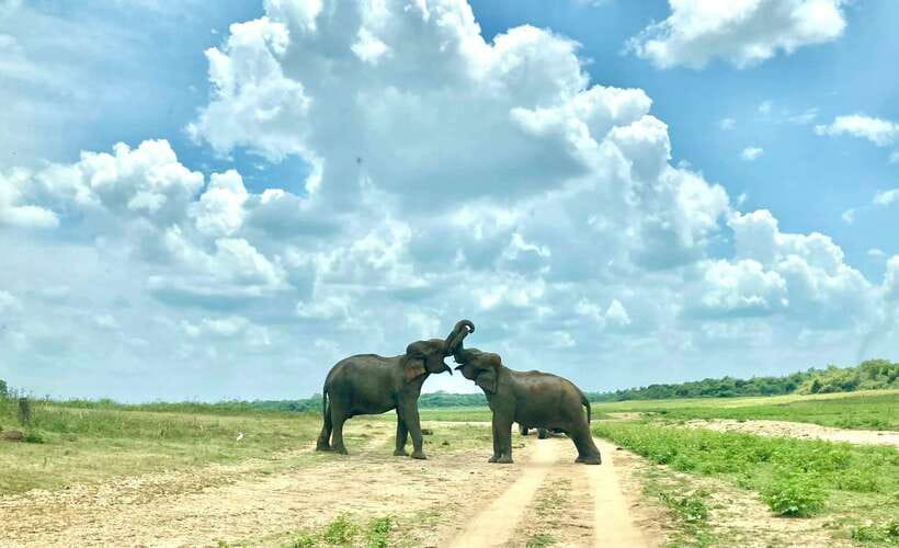 From Weligama : Udawalawa National Park Safari Tour - Price and Value: What $72 Really Covers