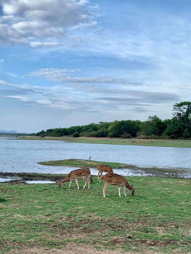 From Weligama : Udawalawa National Park Safari Tour - Should You Book the Udawalawe Safari From Weligama?