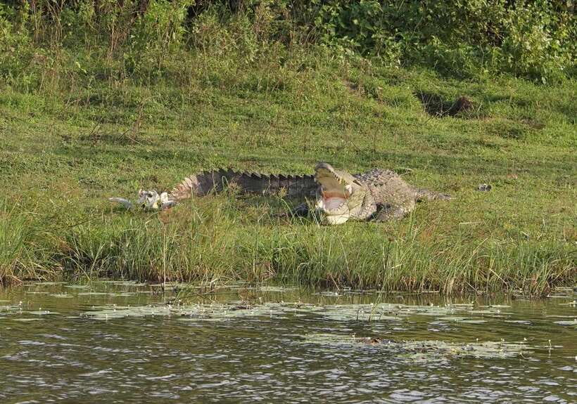 From Weligama : Udawalawa National Park Safari Tour - Inside Udawalawe National Park: Why Elephants Are the Main Event