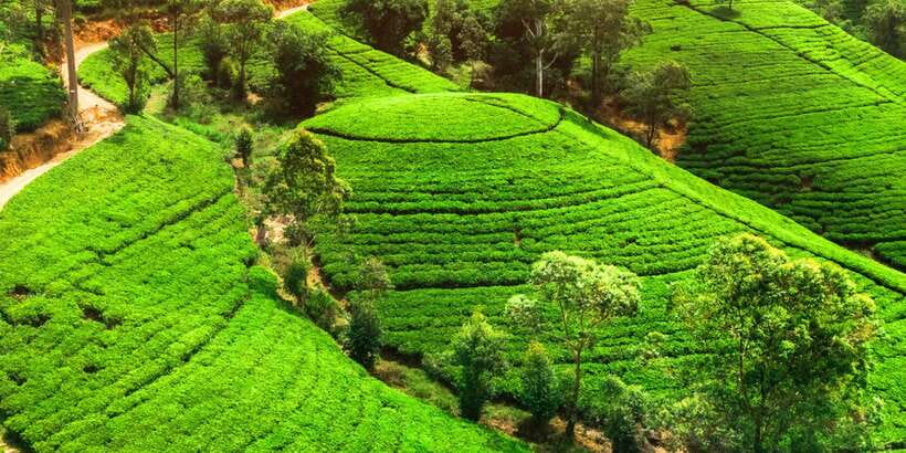 From west coast: Kandy, Tooth temple, Botanical & Tea garden - Why this Kandy day tour is a smart use of your time