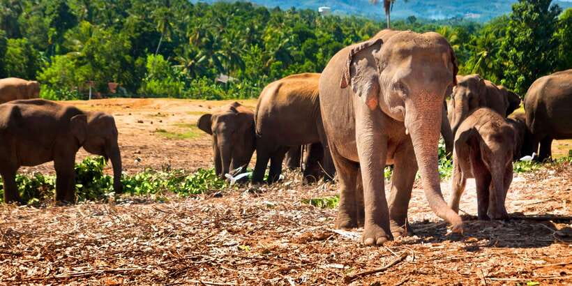From west coast: Kandy, Tooth temple, Botanical & Tea garden - Peradeniya Botanical Garden: where plant lovers and bird watchers feel at home