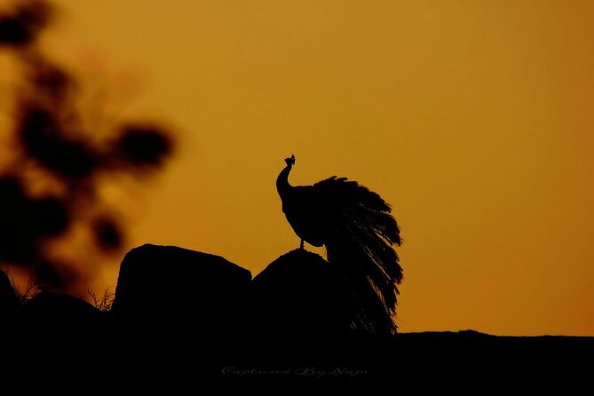 Full day / Half Day WildlifeAdventure in Yala-National-Park - Key things that stand out in this Yala safari