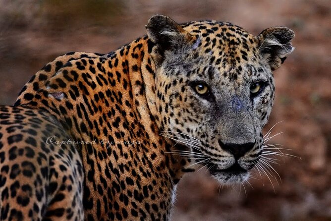 Full day / Half Day WildlifeAdventure in Yala-National-Park - What the luxe 4WD and driver-tracker setup actually gives you