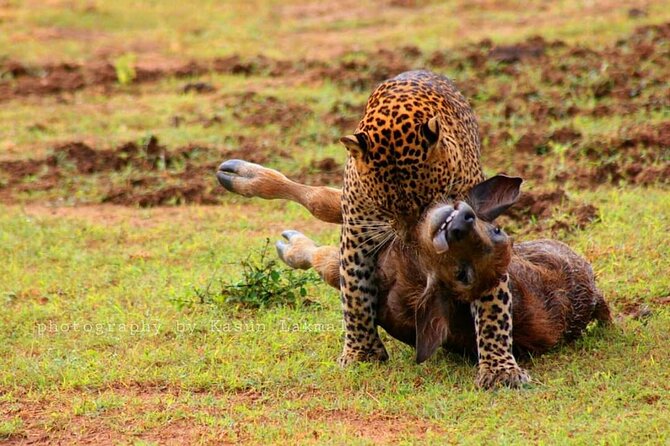 Full day / Half Day WildlifeAdventure in Yala-National-Park - Full-day leopard, standard full-day, or half-day: how to choose