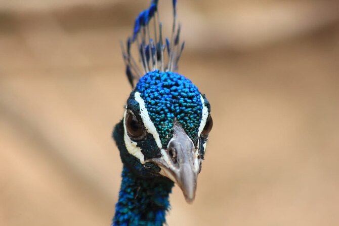 Full day / Half Day WildlifeAdventure in Yala-National-Park - Wildlife variety in Yala: what you can realistically hope for