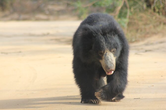 Full day / Half Day WildlifeAdventure in Yala-National-Park - The jeep-traffic reality, and how to stay sane during a busy day
