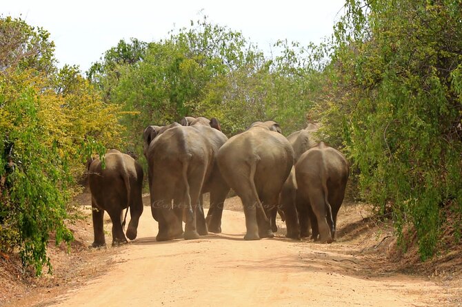 Full day / Half Day WildlifeAdventure in Yala-National-Park - Best for whom: who should book this Yala safari