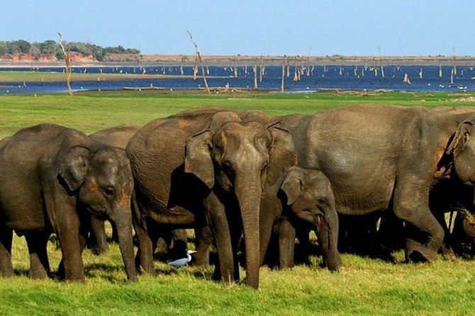 Full-Day Minneriya and Kaudulla National Parks Private Safari - Sigiriya logistics: the easy start that makes safari days work