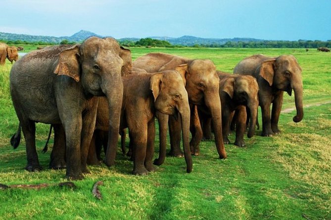 Full-Day Minneriya and Kaudulla National Parks Private Safari - The jeep, the pacing, and why Dilshan gets mentioned so often