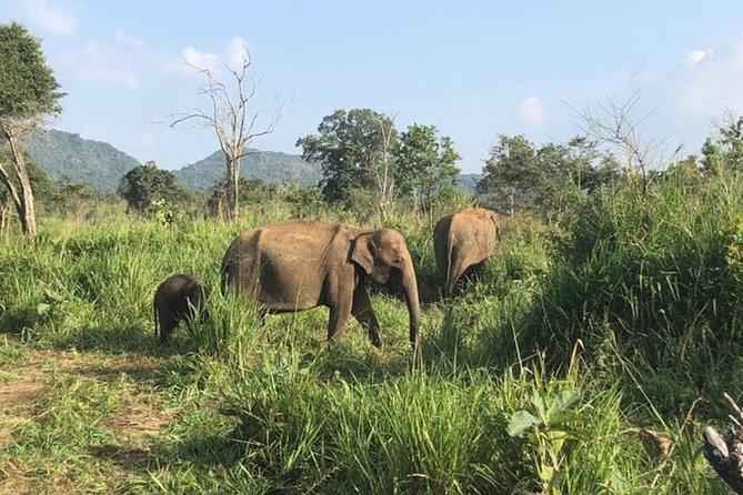 Full-Day Minneriya and Kaudulla National Parks Private Safari - What to bring for a comfortable safari day