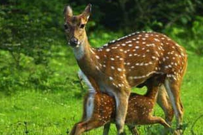 Full Day Private Safari at Yala National Park by Yala La Safari Tours - Leopard odds at Yala: why you want the right game plan