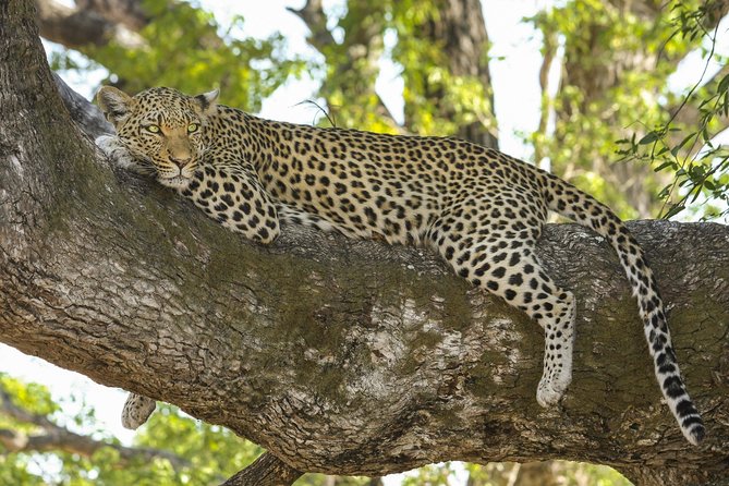 Full Day Private Safari at Yala National Park by Yala La Safari Tours - The quiet jeep advantage: why a calmer ride helps sightings