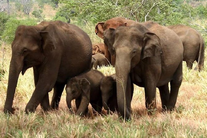 Full Day Private Safari at Yala National Park by Yala La Safari Tours - Why Yala is the safari choice for Sri Lankan leopard and elephants